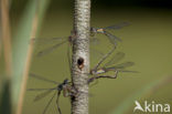 Green Emerald Damselfly (Lestes viridis)