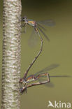 Green Emerald Damselfly (Lestes viridis)