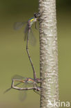 Houtpantserjuffer (Lestes viridis)