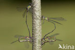 Green Emerald Damselfly (Lestes viridis)