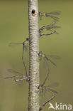 Houtpantserjuffer (Lestes viridis)