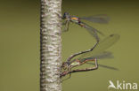 Green Emerald Damselfly (Lestes viridis)
