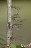 Houtpantserjuffer (Lestes viridis)