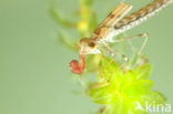 Green Emerald Damselfly (Lestes viridis)