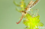 Green Emerald Damselfly (Lestes viridis)