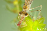 Houtpantserjuffer (Lestes viridis)