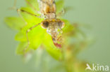 Green Emerald Damselfly (Lestes viridis)