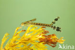 Green Emerald Damselfly (Lestes viridis)