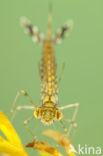Green Emerald Damselfly (Lestes viridis)