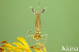 Green Emerald Damselfly (Lestes viridis)