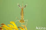 Houtpantserjuffer (Lestes viridis)