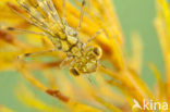 Green Emerald Damselfly (Lestes viridis)