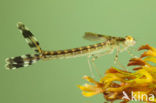 Green Emerald Damselfly (Lestes viridis)