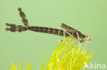 Green Emerald Damselfly (Lestes viridis)