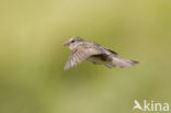 House Sparrow (Passer domesticus)