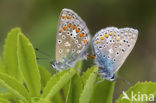 Icarusblauwtje (Polyommatus icarus)