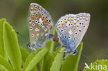 Icarusblauwtje (Polyommatus icarus)