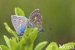 Icarusblauwtje (Polyommatus icarus)