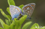 Icarusblauwtje (Polyommatus icarus)