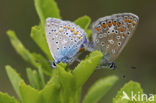 Icarusblauwtje (Polyommatus icarus)