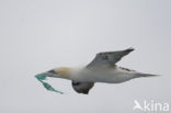 Northern Gannet (Morus bassanus)