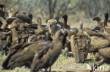 Kaapse gier (Gyps coprotheres) 