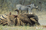 Kaapse gier (Gyps coprotheres) 