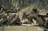 Kaapse gier (Gyps coprotheres) 