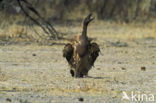 Kaapse gier (Gyps coprotheres) 