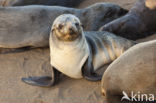 Cape Fur Seal