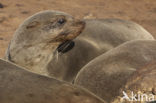 Cape Fur Seal