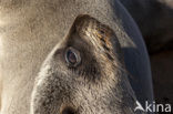 Cape Fur Seal