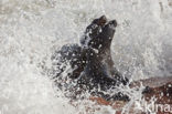 Cape Fur Seal