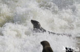 Cape Fur Seal