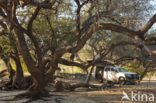 Kameeldoornboom (Acacia erioloba)