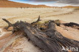 Camel Thorn tree (Acacia erioloba)