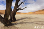 Camel Thorn tree (Acacia erioloba)