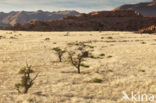 Kameeldoornboom (Acacia erioloba)