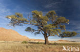 Camel Thorn tree (Acacia erioloba)