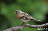 Brambling (Fringilla montifringilla)