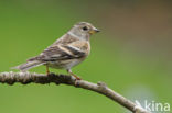 Brambling (Fringilla montifringilla)