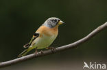 Brambling (Fringilla montifringilla)