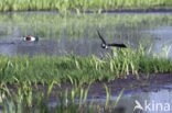 Lapwing (Vanellus vanellus)