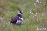 Lapwing (Vanellus vanellus)