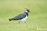 Lapwing (Vanellus vanellus)