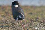 Lapwing (Vanellus vanellus)