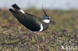 Lapwing (Vanellus vanellus)