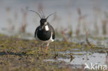 Lapwing (Vanellus vanellus)