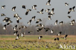 Lapwing (Vanellus vanellus)