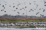 Lapwing (Vanellus vanellus)